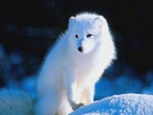 ����Ĺ�Ч������ ����ů���򾲰��� ���ⶾ