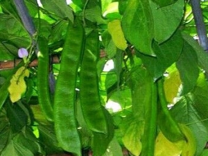 �����Ĺ�Ч������ ���Ȼ�̵ ɢ��ⶾ ����ֹʹ