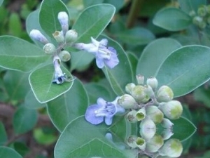 �ױ���Ĺ�Ч�����ü�ʳ�÷���