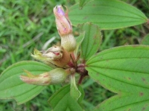 �ݱ�ĸ�Ĺ�Ч�����ü�ʳ�÷���