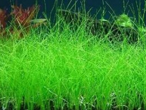 ɽţëձ�Ĺ�Ч������ �庮��