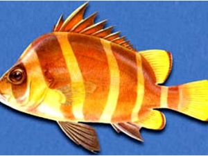 ������Ӫ����ֵ ������ʳ�÷���