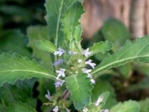 ���ľ�Ĺ�Ч�����ü�ʳ�÷���