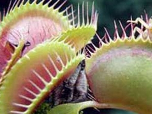 ���ǲݸ��Ĺ�Ч�����ü�ʳ�÷���