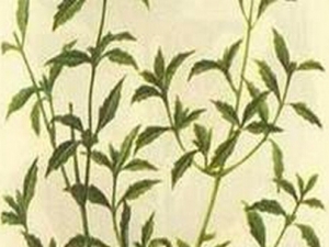 ���ǽ��Ĺ�Ч������ ���ǽ��ĸ���