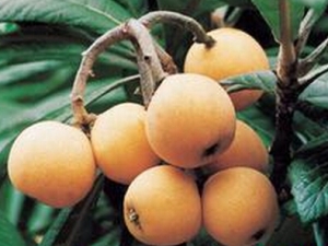 ���˵Ĺ�Ч������ ���˵ĸ�������