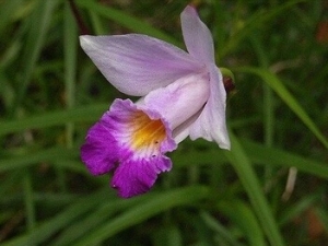 �������Ĺ�Ч������ ���Ƚⶾ �����ʪ