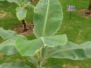 ��³�㽺�Ĺ�Ч������ �������� Ϳ�����