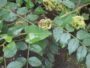 ɽ�ʲݸ��Ĺ�Ч������ ɽ�ʲݸ���ѡ��