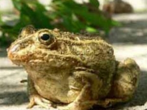 ��ܵ��Ĺ�Ч�����ü�ʳ�÷���