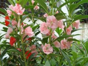 ���ɵĹ�Ч������ ����Ѫ ����ֹʹ