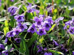 �ϻ��ض��Ĺ�Ч������ ��Ѫ����