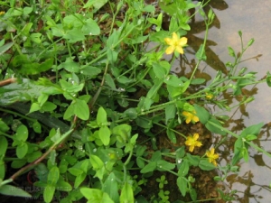 �ض��ݵĹ�Ч������ ��ʪ�˻� ���Ƚⶾ ��Ѫ����