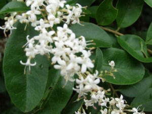 ���������Ĺ�Ч���� ����ͨ�� ��ʳ��θ