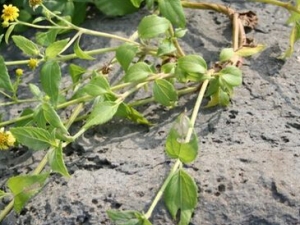 ��Ѫ���Ĺ�Ч������ ��Ѫ����������