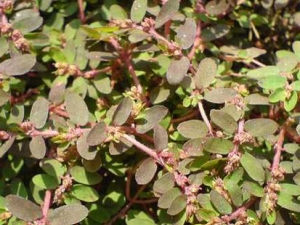 �ؽ��ݵĹ�Ч������ �ؽ��ݵ��ٴ�Ӧ��