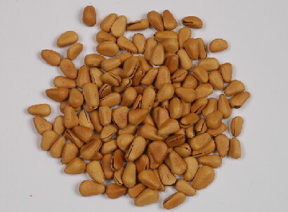 【图片】松子仁是什么|松子仁的功效与作用|松子仁的附方|松子仁的食用方法|松子仁的副作用|松子仁图片