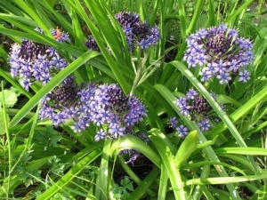 ������Ĺ�Ч������ ��Ѫ�ⶾ ����ֹʹ