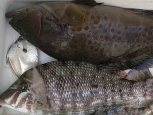 �ǰ��������Ӫ����ֵ��ʳ�÷���