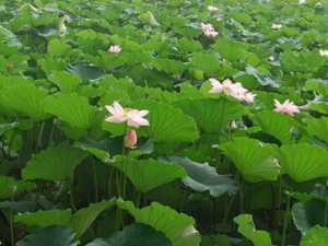 �����ʲô���� �ļ�����ʳ���Ƽ�