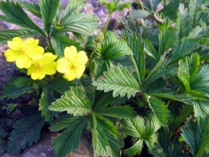 ί��˵Ĺ�Ч������ ί��˵ĸ��� ί��˵��ٴ�Ӧ��