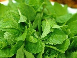 ���ڳԱ���Ҷ������ ����Ҷ��ô�����