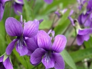 �ض��Ĺ�Ч������ �ض��ļ��𷽷�