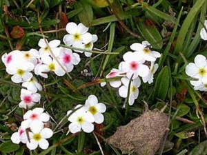 ���÷�Ĺ�Ч������ ���÷�ĸ���