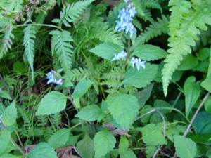 ���˵Ĺ�Ч������ ���Ƚⶾ ��Ƣ��Ѫ