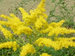 һ֦�ƻ��Ĺ�Ч�����ü�ʳ�÷���