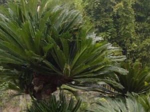 ɽ����Ҷ�Ĺ�Ч������ ֹѪ��Ѫ ƽ��ֹ��