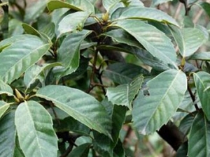 �����Ĺ�Ч������