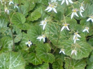 �����ݵĹ�Ч������ ������Ѫ�ⶾ