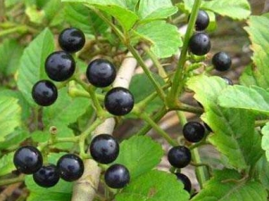 ����ݮ�Ĺ�Ч�����ü�ʳ�÷���