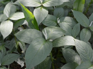 �����Ĺ�Ч������ ��Ѫɢ��