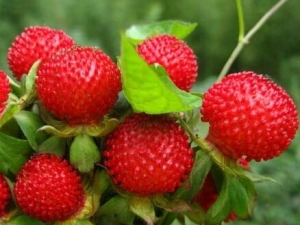 ��ݮ�Ĺ�Ч�����ü�ʳ�÷���