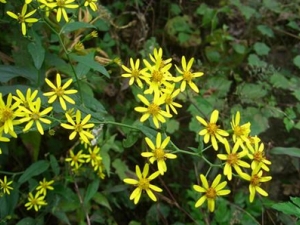 ǧ���Ĺ�Ч������ ���Ƚⶾ �����Ŀ