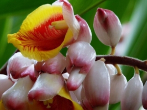 ɽ�����Ĺ�Ч������ �������� ��ʳ