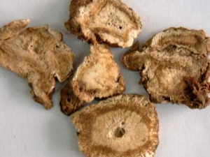 九眼独活的功效与作用 九眼独活附方