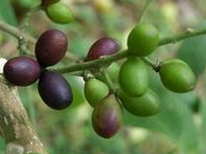 ѻ���ӵĹ�Ч������ ������ʪ ɱ��ⶾ