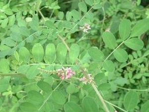 һζҩ�Ĺ�Ч������ ��ˮ����