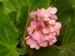 �Ұײ˵Ĺ�Ч������ ������ͷ�����˿���