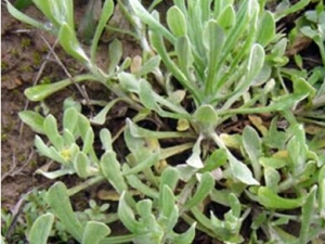 ���ٵĹ�Ч������ �������� �ε������