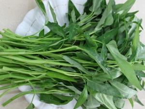 ���Ĳ���ҩ�����Ƚⶾ