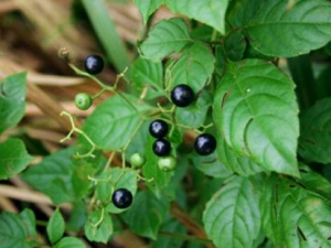 һ�����Ĺ�Ч���� �������� ��Ѫ����