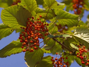 ɽͩ�ӵĹ�Ч������ ���ο�Ȯҧ��