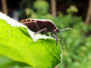 �����Ĺ�Ч������ �����ĸ��� ������ҩ������