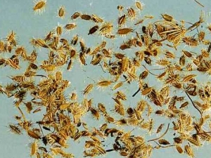 ��ʭ�Ĺ�Ч ��ʭ�ĸ��� ��ʭ�ļ��𷽷�