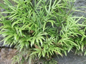 βݵĹЧ ʪ ѪֹѪ ׽ⶾ