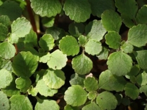 ��ë�����Ĺ�Ч������ ���Ƚⶾ ��������